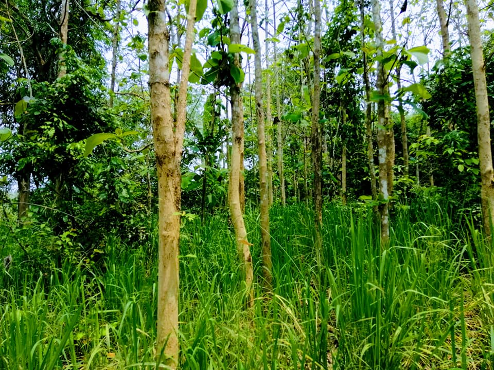 สวนไม้สักโฉนด 1 ไร่กว่า วังเหนือ ลำปาง 