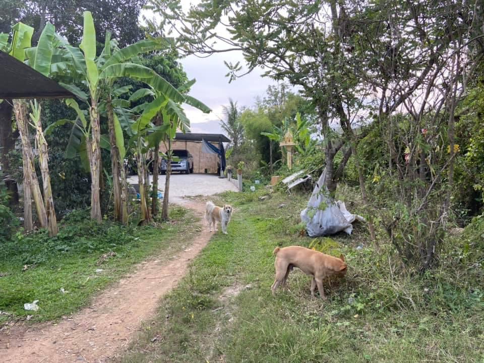 ที่ดินพร้อมสิ่งปลูกสร้าง บ้านลาด เพชรบุรี 0-1-81