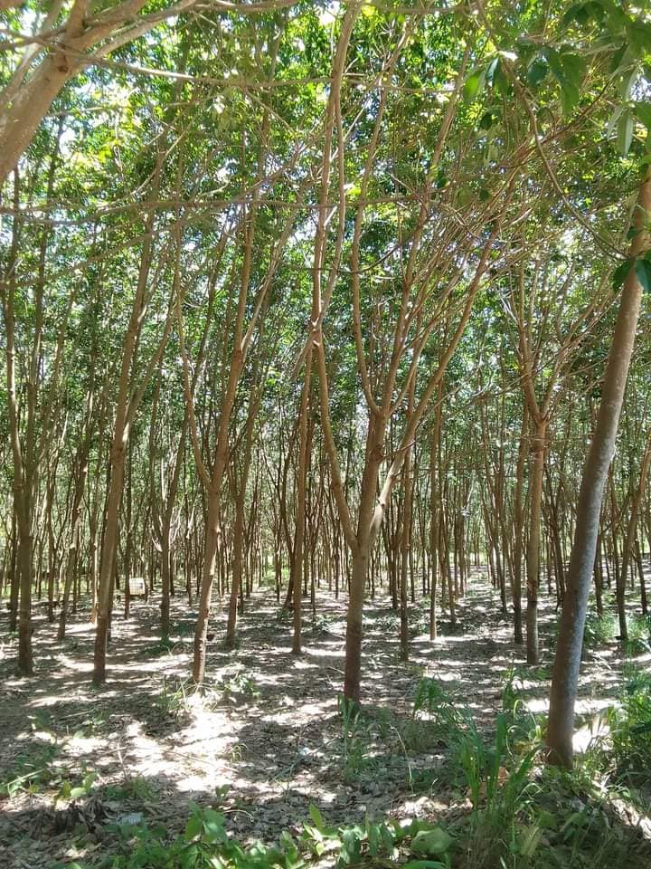 ที่ดินสวนยาง บ้านไร่ อุทัยธานี 25-2-96