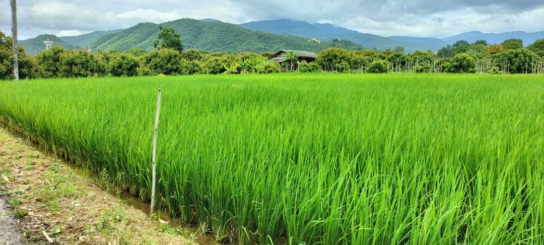 ที่ดินติดน้ำปิงเชียงใหม่ หน้าติดน้ำ หลังติดเขา