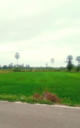 ขายที่ดิน จ.เพชรบุรี อ.ชะอำ 2ไร่