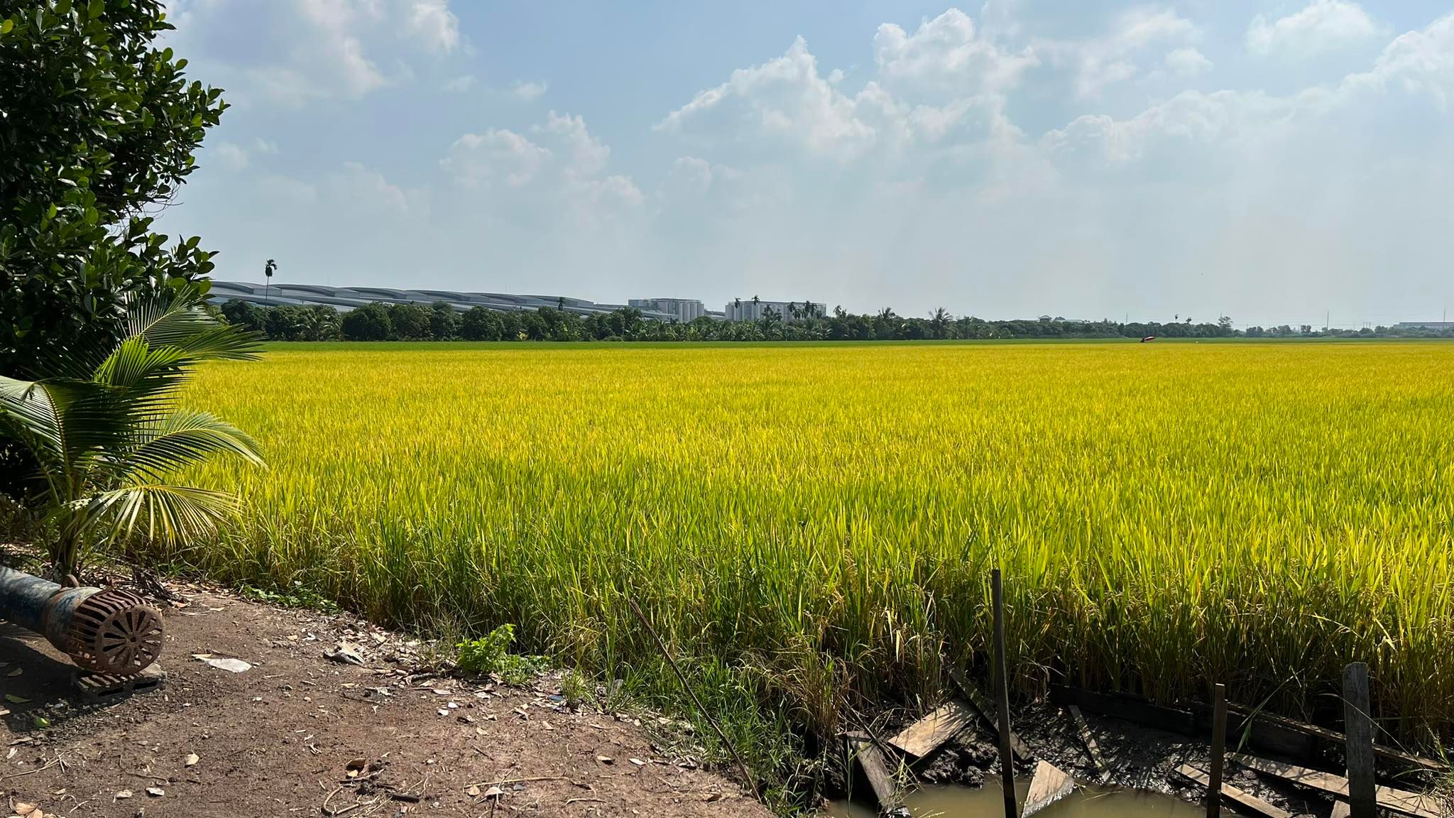 ขายที่ดินบางเลน 32-2-5 ไร่ ติดโรงเบียร์สิงห์บางเลน นครปฐม