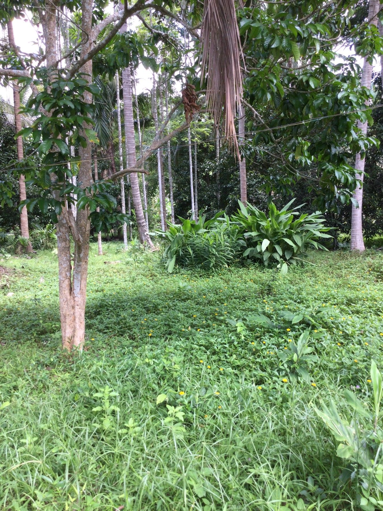 ขายที่ดินประจวบคีรีขันธ์ พร้อมสวนผสม แปลงใหญ่ บางสะพาน 16-0-0