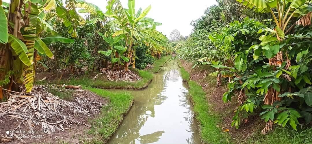 ขายที่ดินสวนผลไม้​ อ.ไทรน้อย​ จ.นนทบุรี