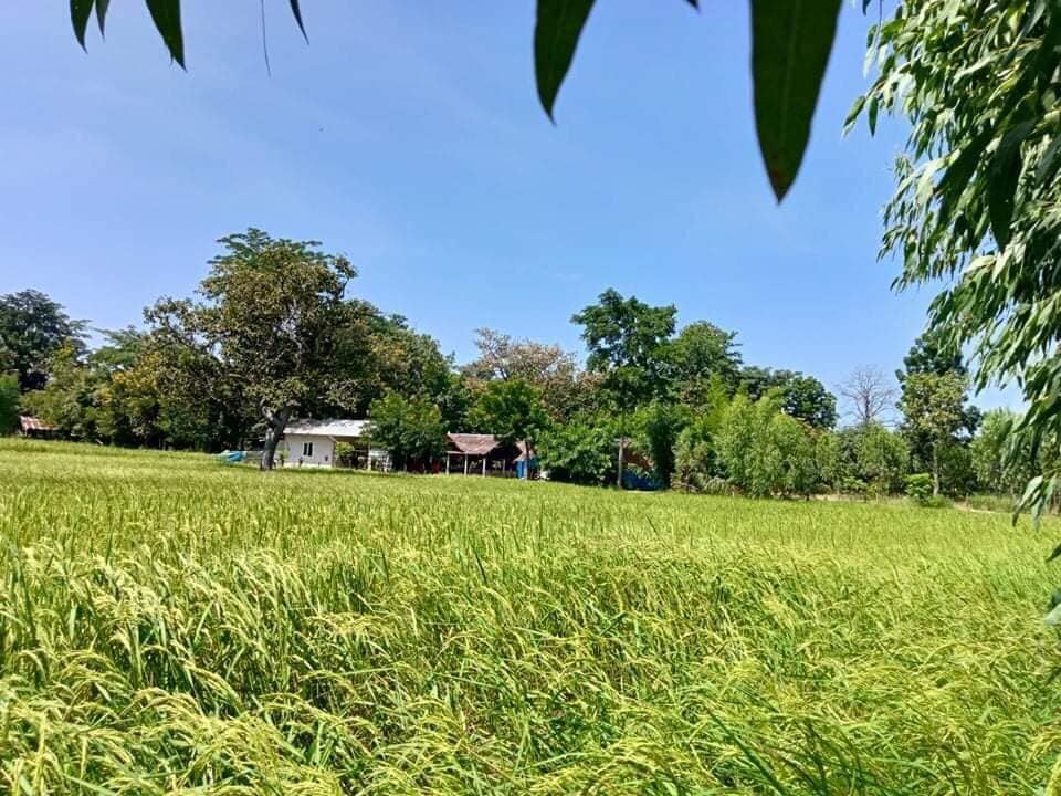 ฟาร์มเห็ดพร้อมที่ดิน อ.พยัคฆภูมิพิสัย