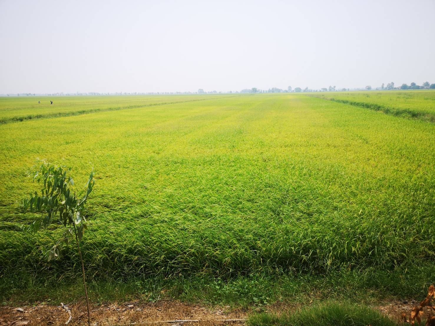 ขายที่ดินสุพรรณฯ อู่ทอง ที่ดินนาข้าว