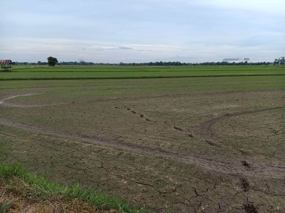ขายที่ดินพิษณุโลก เมืองพิษณุโลก 14ไร่