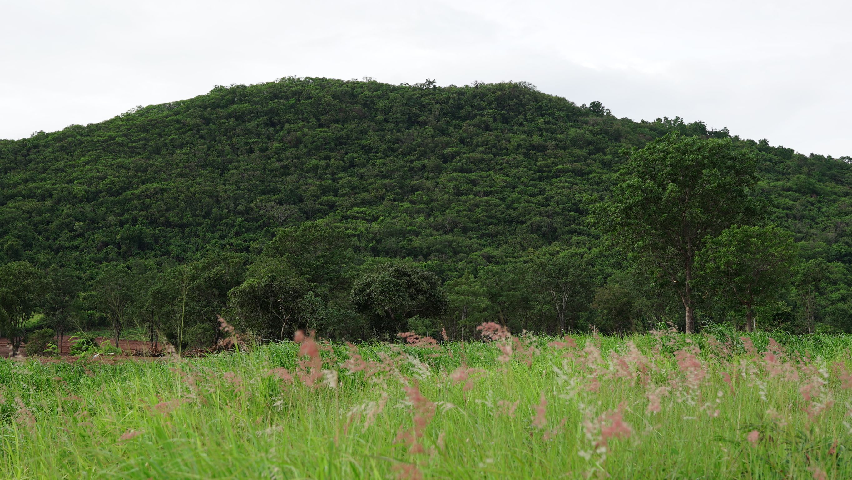 ขายที่ดิน โครงการที่ดินแบ่งขาย เขาใหญ่