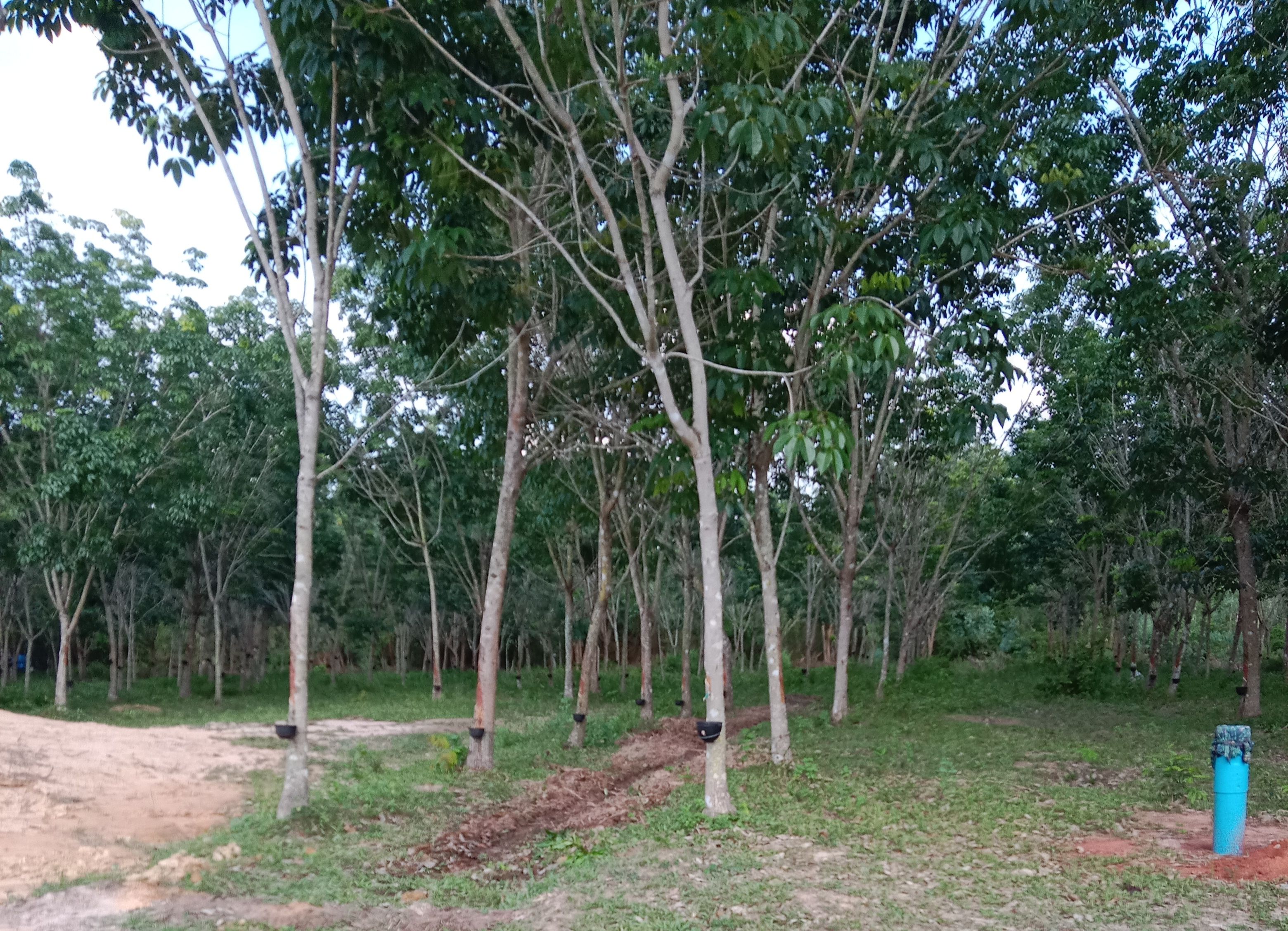 ขายที่ดินส่องดาว สกลนคร