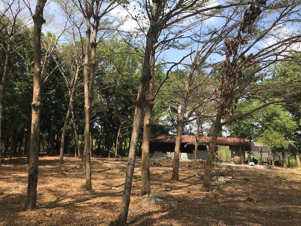 ขายที่ดินสระบุรี เป็นสวนมะฮอกกานี ใกล้ DD.ปาร์ค ทะเลน้ำจืด หนองแค สระบุรี 10-1-88
