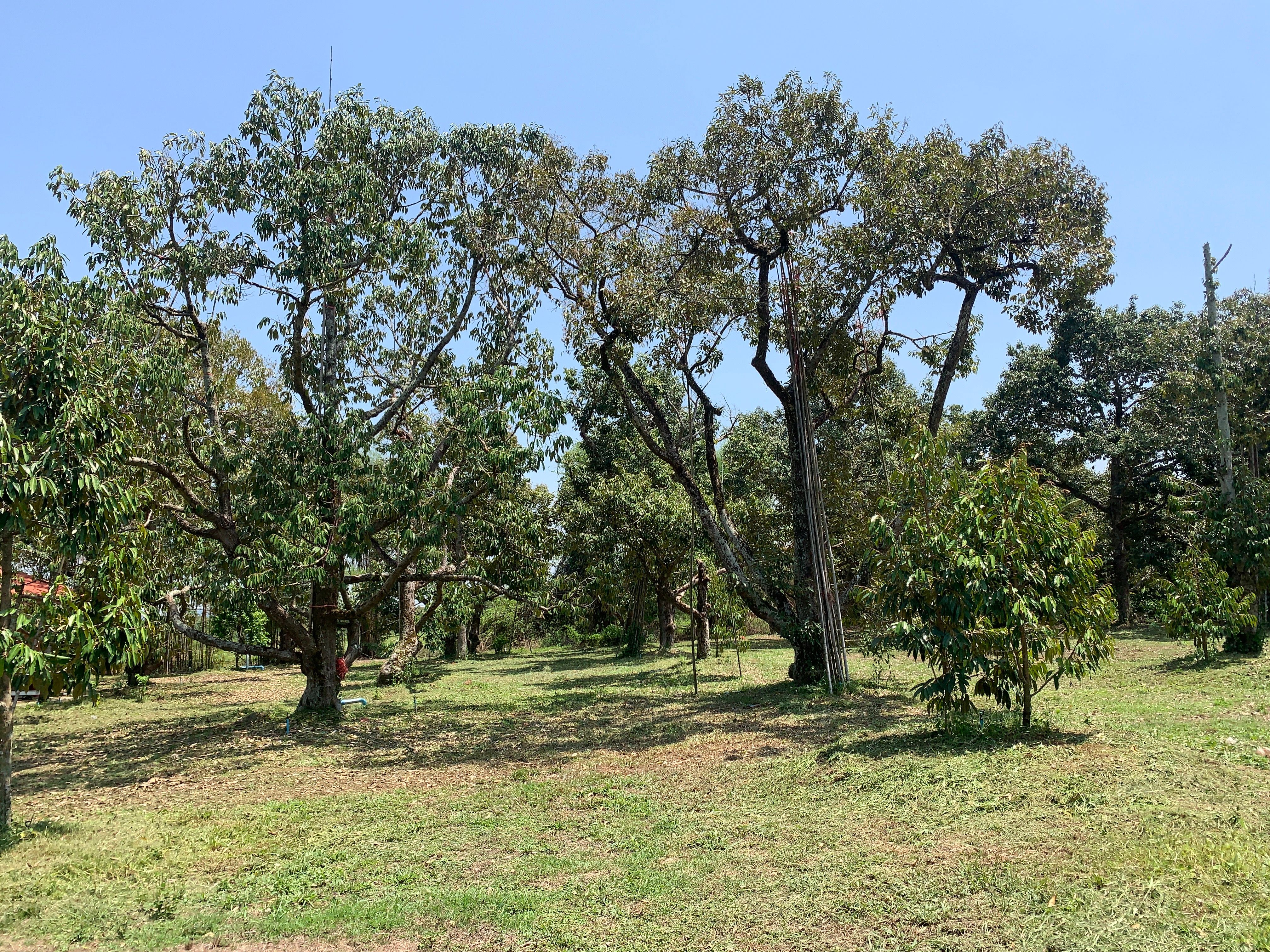 ขายสวนทุเรียนพร้อมบ้าน
