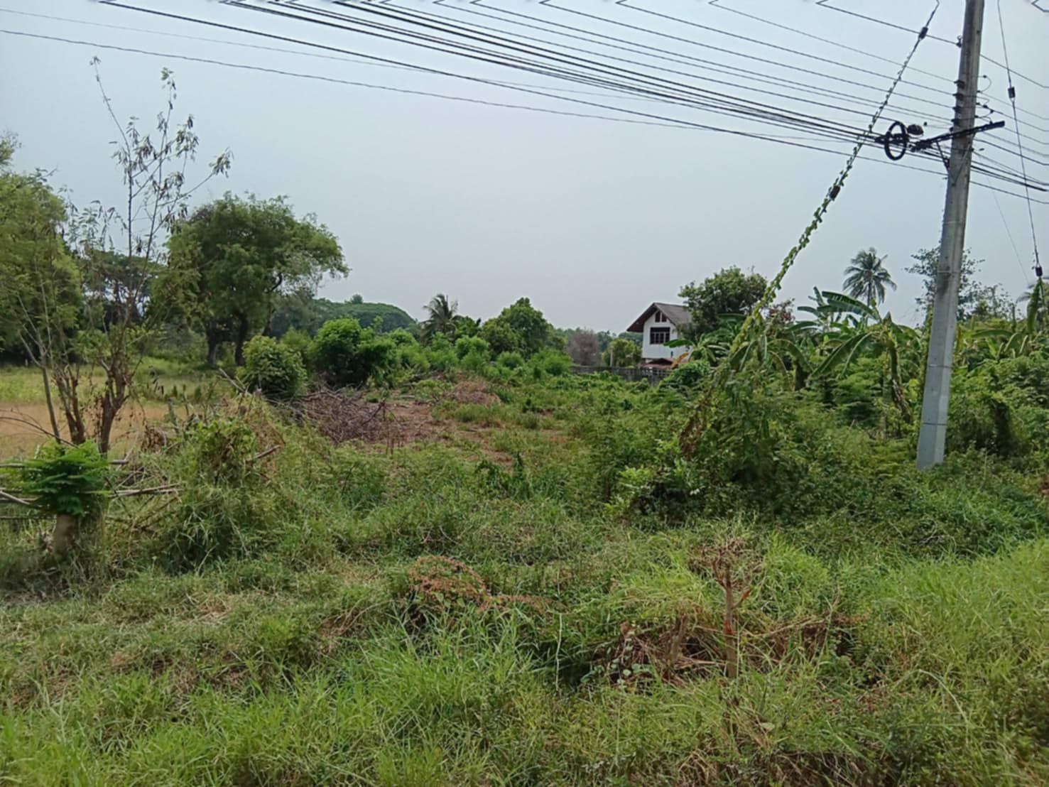 DD-0254 ขายที่ดิน ติดถนนสายหลัก 103 วังซ้าย ขนาด 1ไร่-1งาน-15.7ตร.วา อ.สอง จ.แพร่