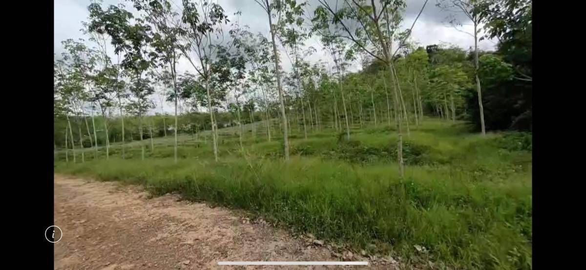 ขายที่ดินพัทลุง เป็นสวนยาง เปลี่ยนเป็นสวนปลูกทุเรียนได้ ควนยาน เขาชัยสน พัทลุง 12-2-40