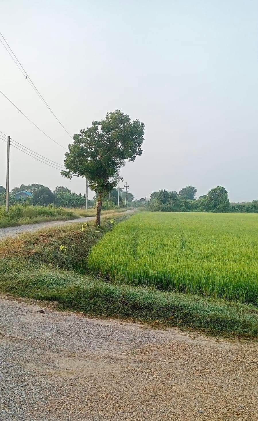 ขายที่ดินนครปฐม กำแพงแสน 2-3-81