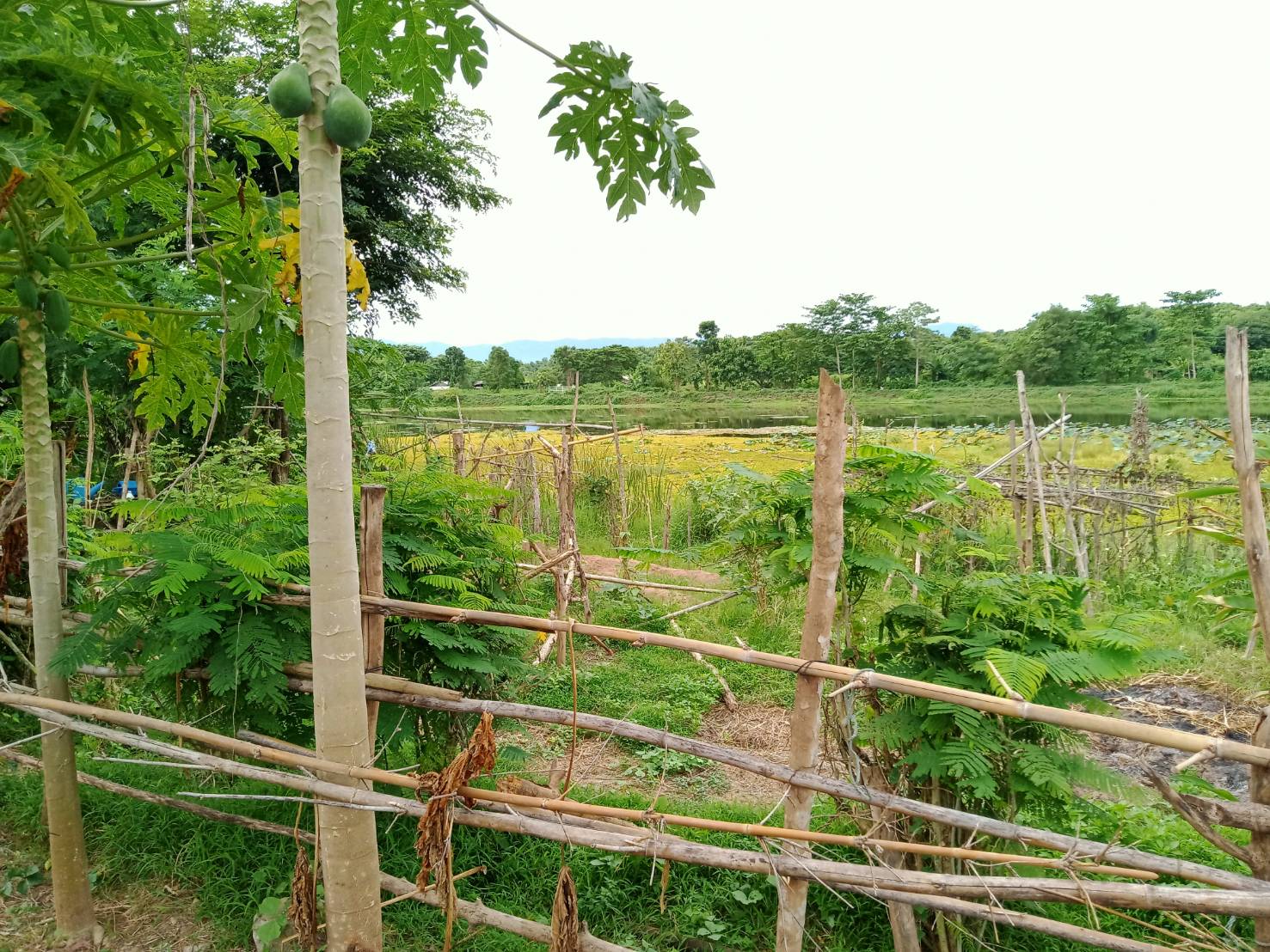 ขายยกแปลงที่ดินเปล่า แม่ทะ ลำปาง 1-3-39