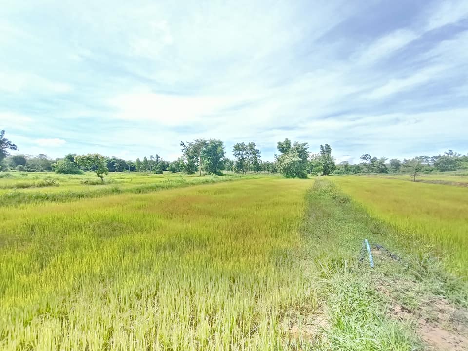 ขายที่ิดิน จ.อุบลราชธานี อ.เดชอุดม 10 ไร่