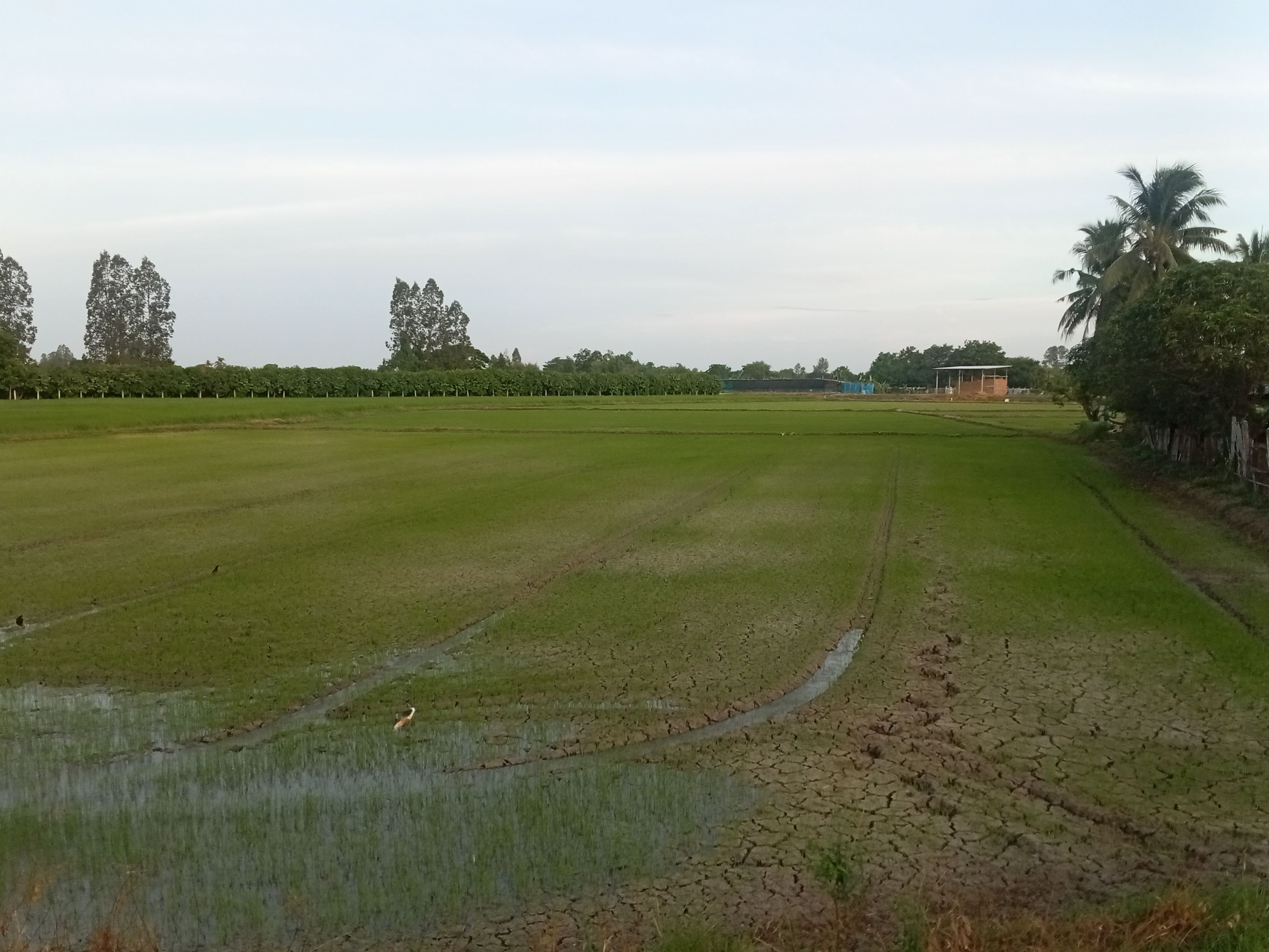 ขายที่ดินอ่างทอง สิเศษชัยชาญ 
