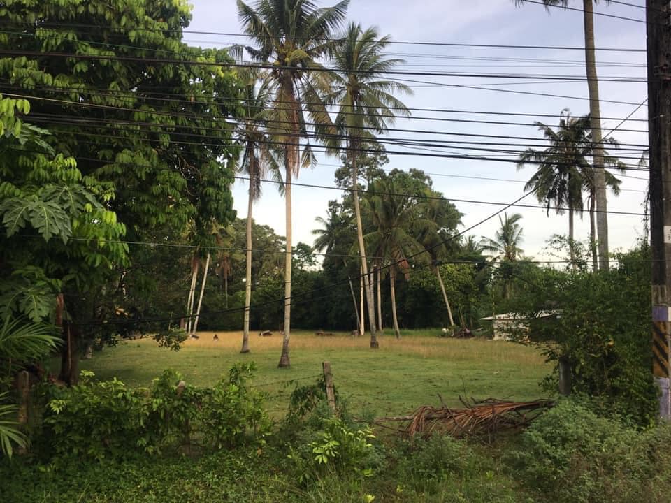 ขายที่ดิน นครศรีธรรมราช 5-0-64.2 ไร่