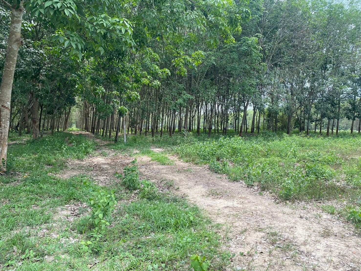 ขายที่ดินพร้อมต้นยาง