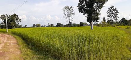 ที่ดินทำเลสวย  ต.นากระแซง อ.เดชอุดม จ.อุบลราชธานี 2 ไร่