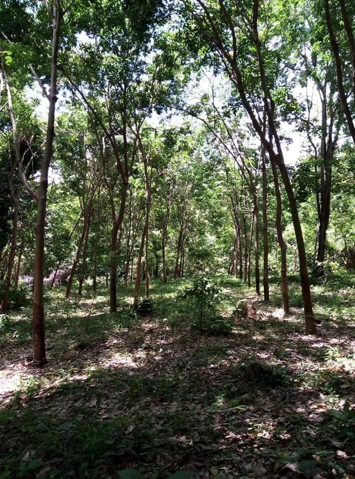 ที่ดินพร้อมสวนยางพาราและสวนสัก อุตรดิตถ์ 2-3-49