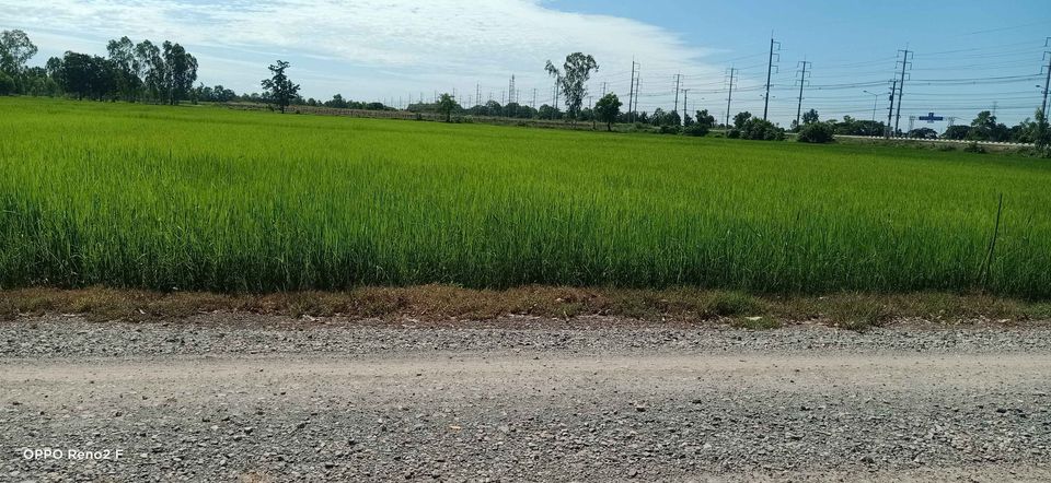 ขายที่นาพิษณุโลก เมืองพิษณุโลก 6ไร่