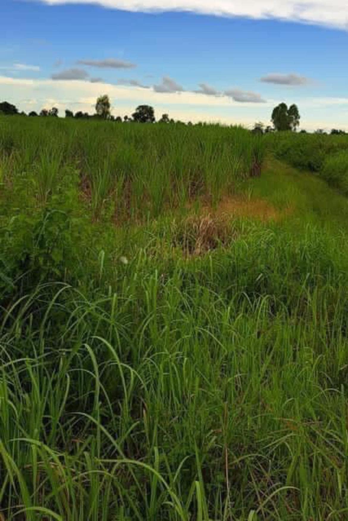 ขายที่ดินกาฬสินธุ์ เมืองกาฬสินธุ์ 11-1-84