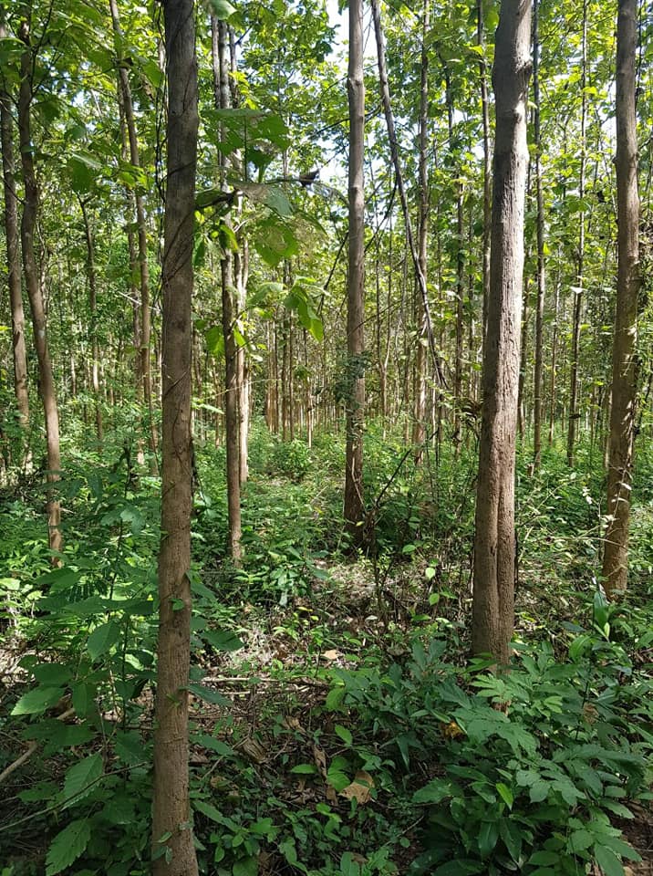 ที่ดินพร้อมสวนสัก อุตรดิตถ์ 13-3-64