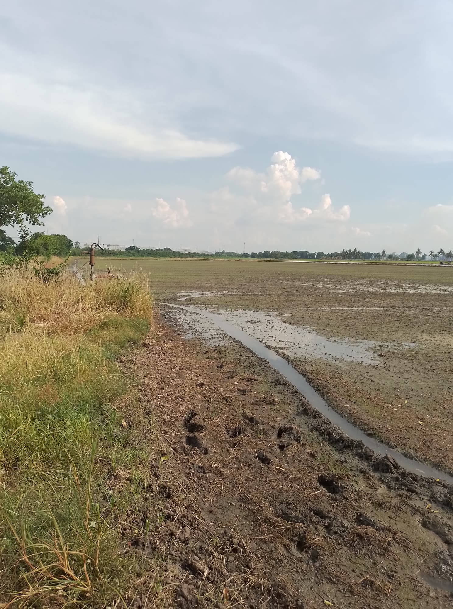 ขายที่ดินชัยนาท มโนรมย์ 16-2-60