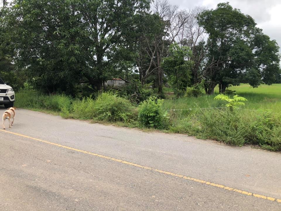 ที่ดินนา แปลงสวย สุพรรณบุรี 2 ไร่