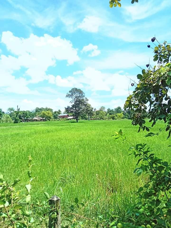 ขายที่นา ราคาประเมิน บุรีรัมย์ 5-3-57
