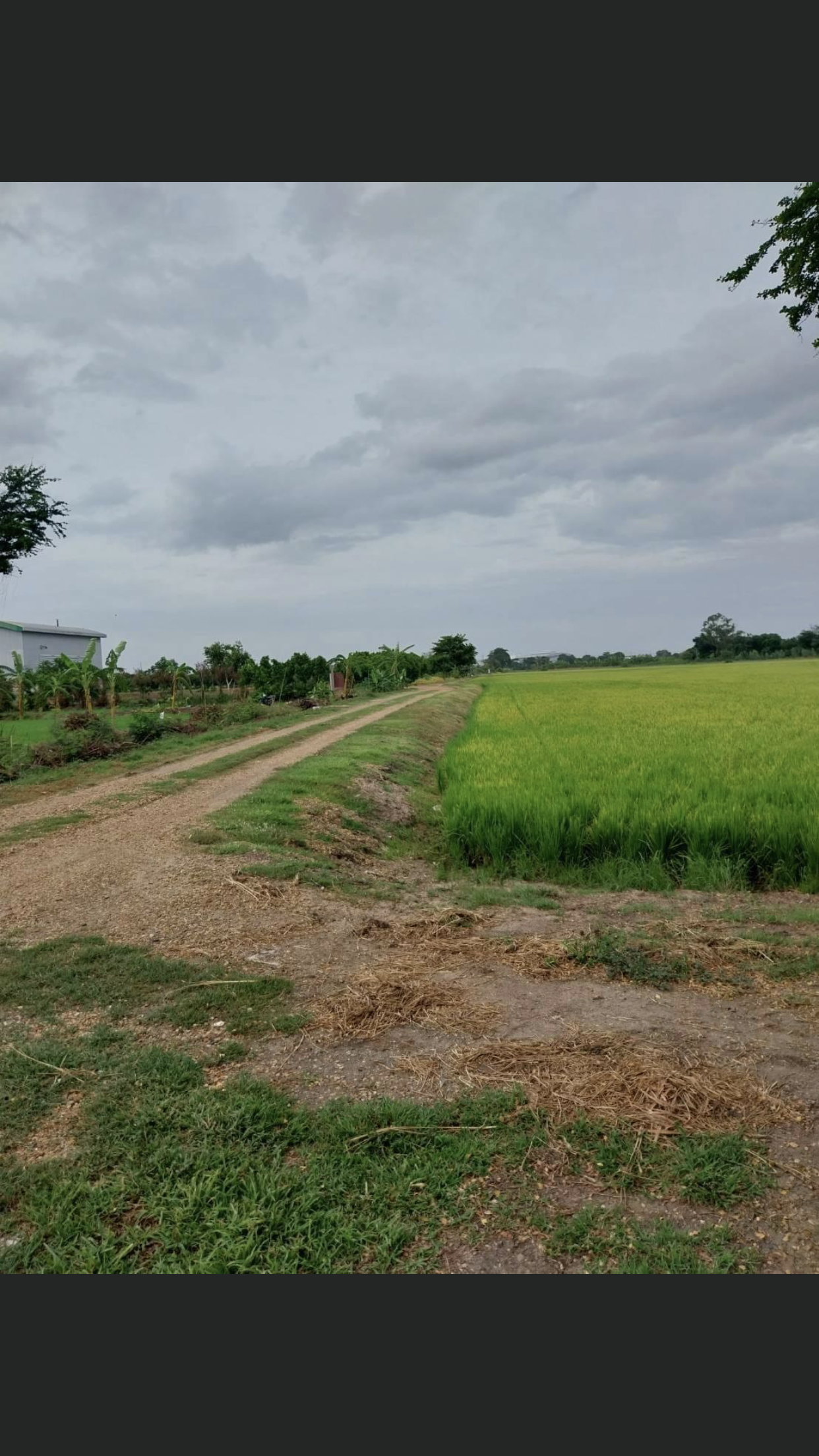 ขายทีดินพื้นนา