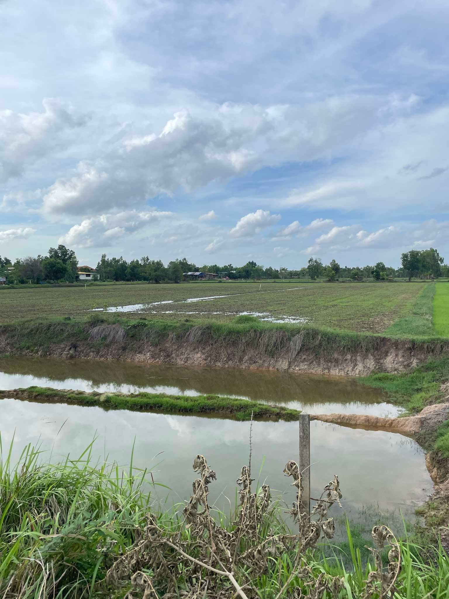 ขายที่ดินร้อยเอ็ด สุวรรรภูมิ 5-0-7 ไร่