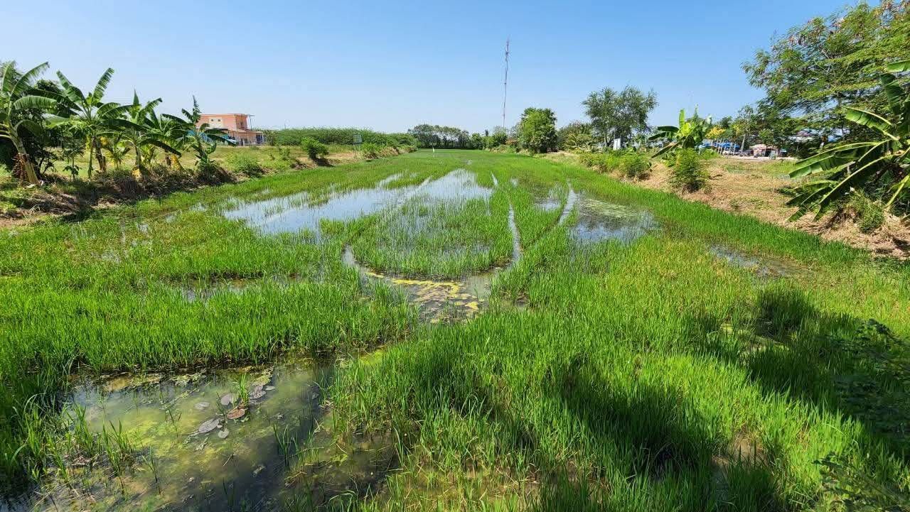 ขายที่ดินเพชรบุรี ท่ายาง ที่ดินเปล่า ใกล้ชายหาดปึกเตียน 