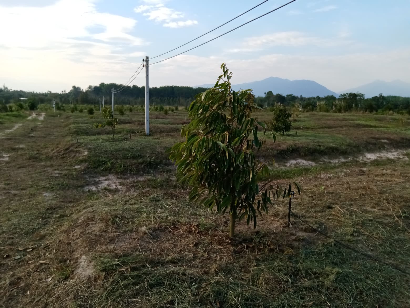 ที่ดินสวนทุเรียนหมอนทอง อ.มะขาม จ.จันทบุรี 36-0-1 ไร่