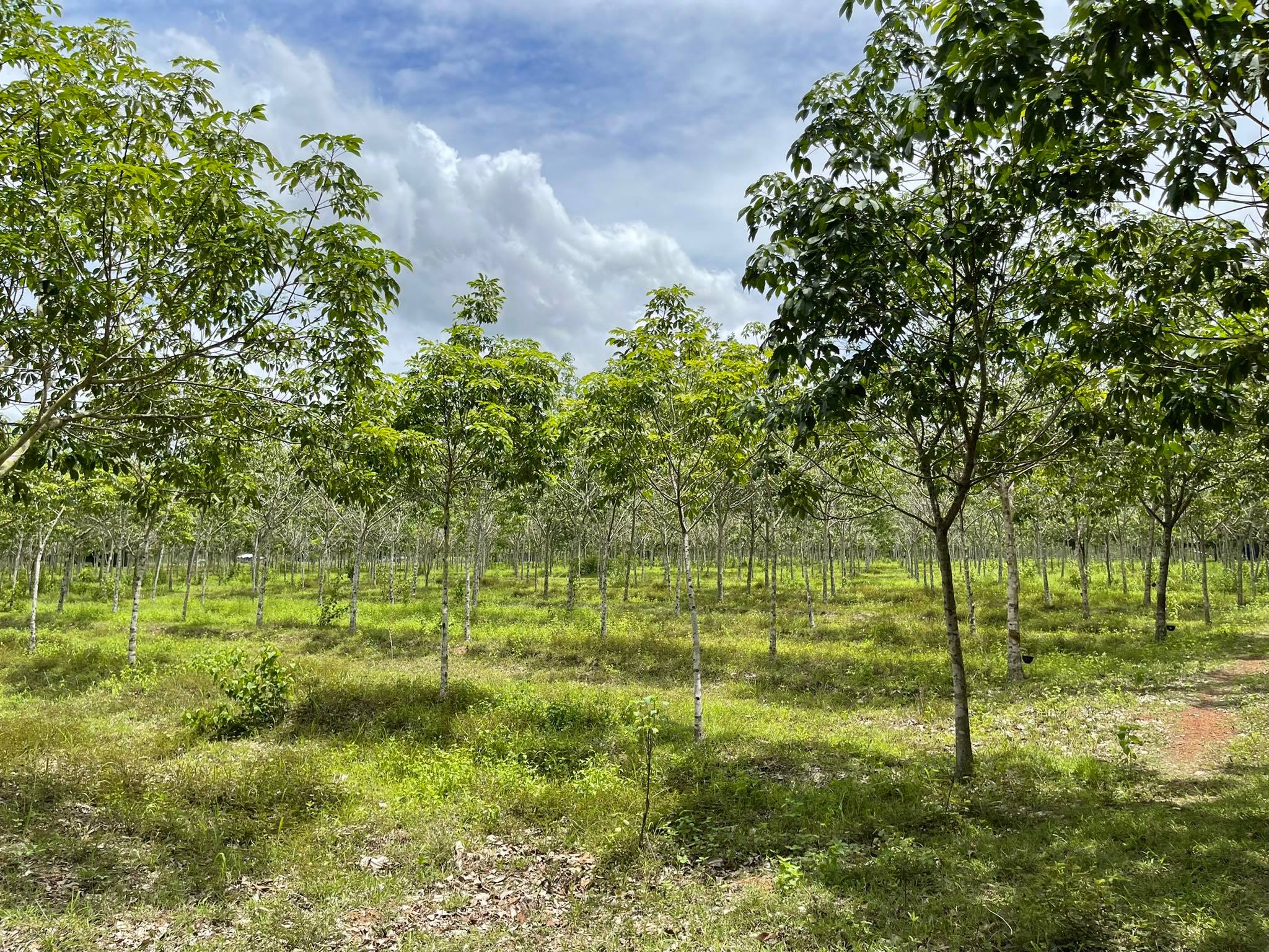 ที่ดินสวนยางพาราพร้อมบ้านสวน อ.วานรนิวาส 28-1-82