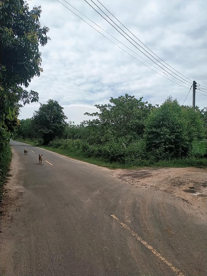 ที่ดินติดถนนสองด้าน อุบลราชธานี 373 ตรว.