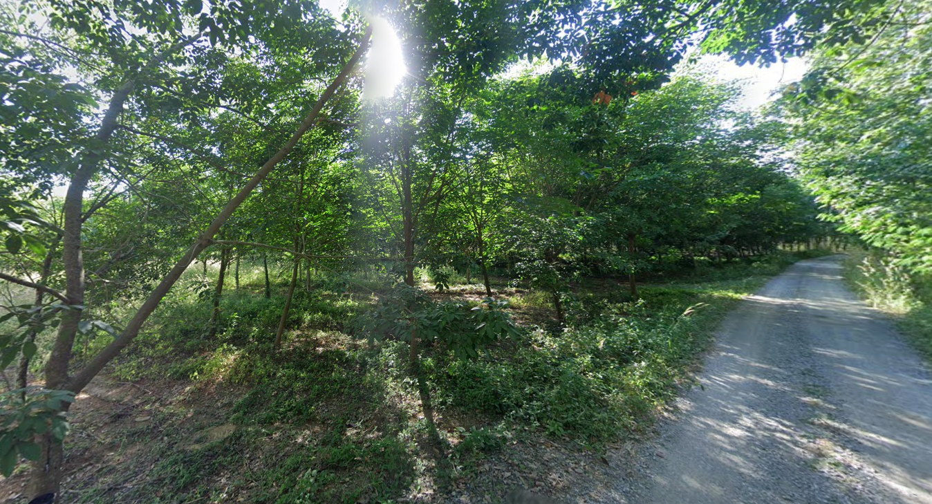 ขายที่ดินพร้อมสวนยาง(เตรียมเปิดหน้ากรีด)