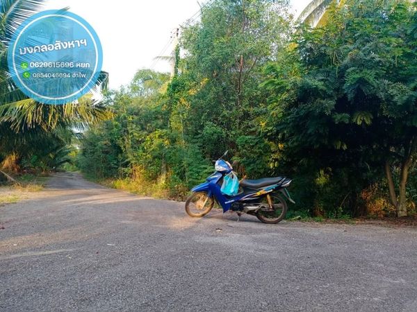 ที่ดินสวนมะพร้าว ใกล้ชุมชน สมุทรสงคราม 3-3-0 