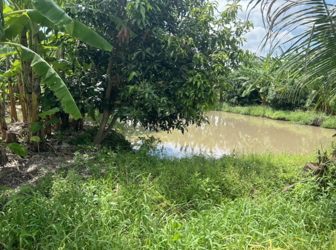 ถมแล้ว 2 งาน พร้อมทำบ้านสวน มีคลอง 2 บ่อใกล้ถนนใหญ่แค่1กม.กว่าใกล้ ร.พ คลองสามวา