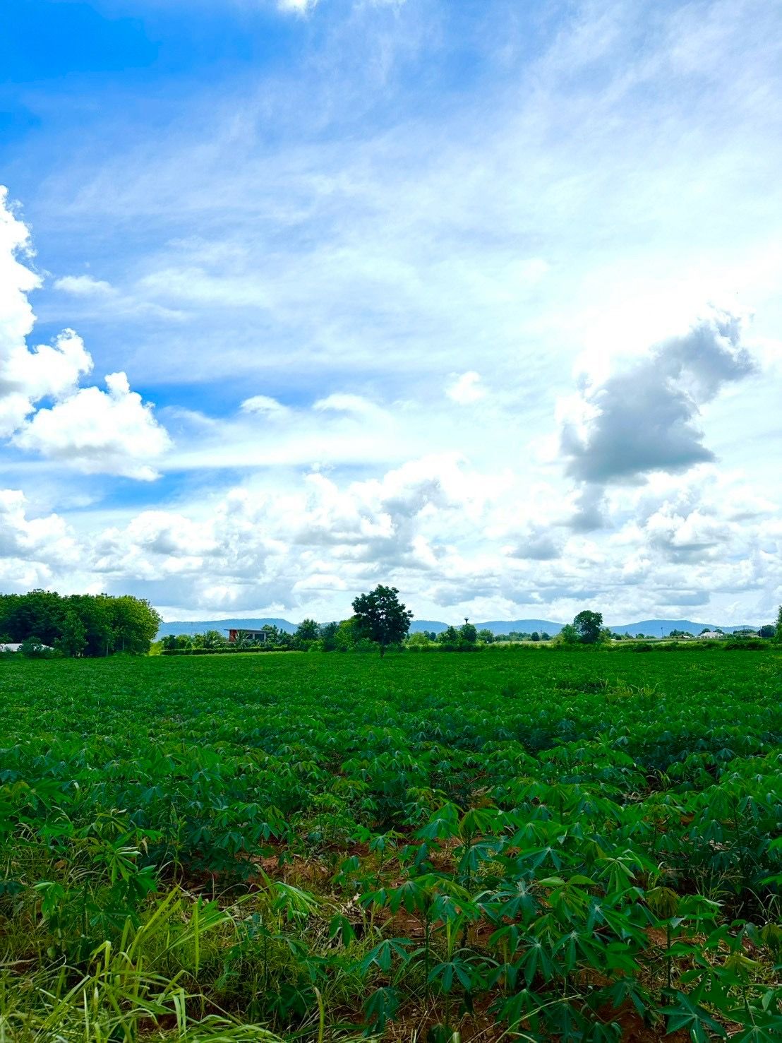 ขายที่ดินโฉนด 10 ไร่ วิวภูเขา ติดถนน