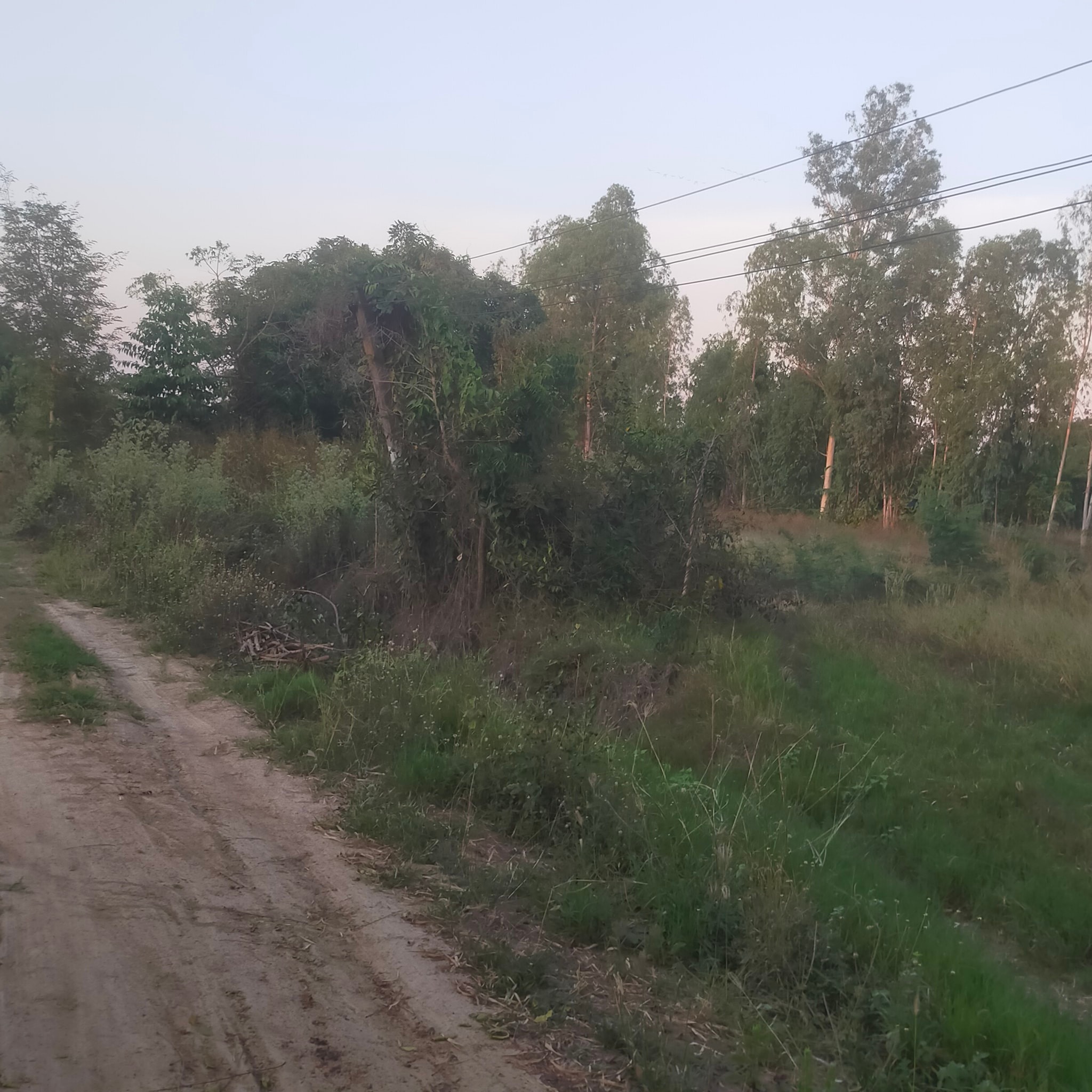 ที่ดิน16ไร่ อ.หนองหญ้าไซ สุพรรณบุรี