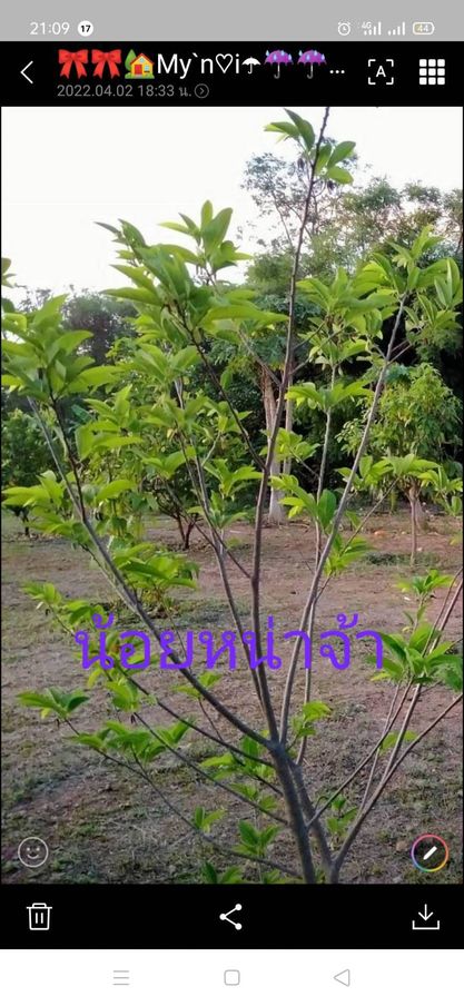 ขายที่ดิน จ.กาญนบุรี อ.เลาขวัญ 1-0-3.4 ไร่
