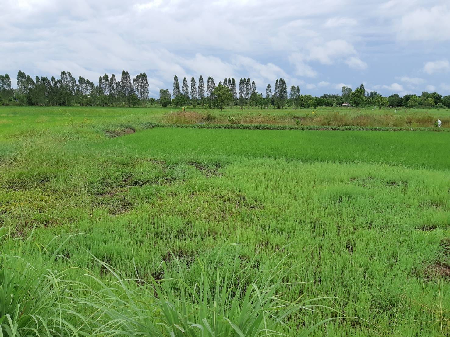 ขายที่ดินขอนแก่น เมืองขอนแก่น 3-0-0