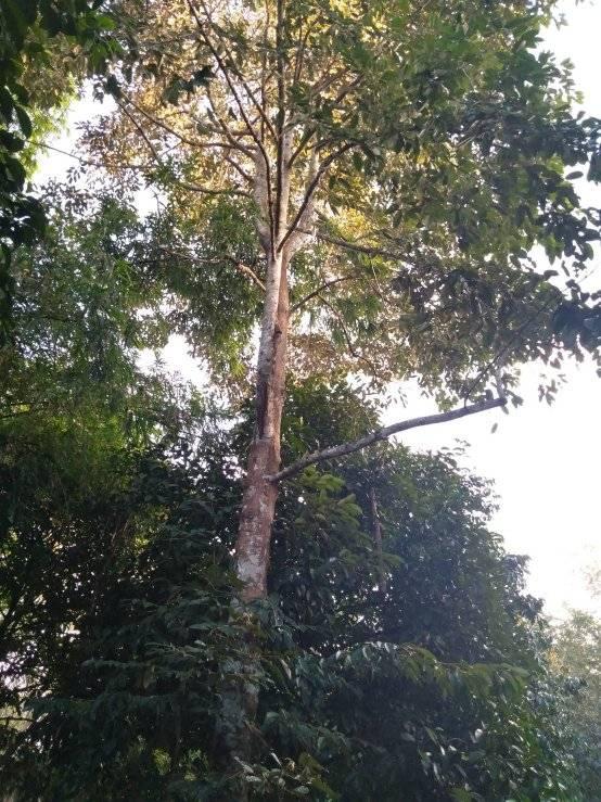 ขายที่ดิน จันทบุรี 5-1-25 ไร่