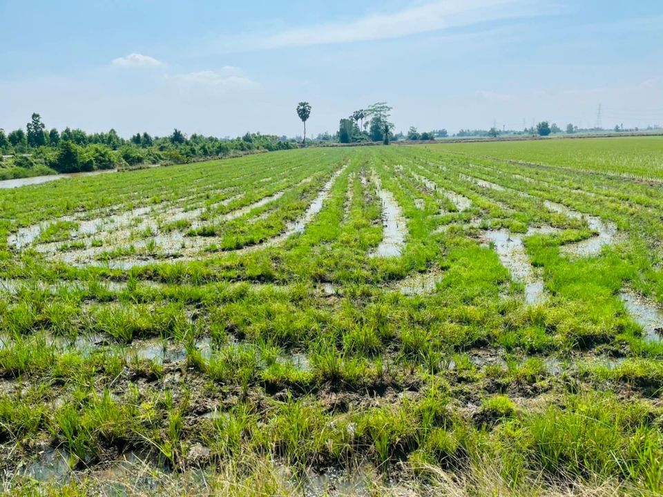 ที่ดินเป็นนา ท่ามะกา กาญจนบุรี 6-3-40