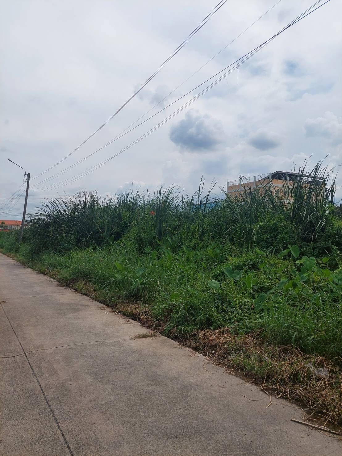 ขายที่ดิน 133 ตร.ว ซ.จันทร์ทองเอี่ยม ใกล้โรงซ่อมรถไฟฟ้าสายสีม่วง ใกล้เวสเกต บางแพรก  บางบัวทอง นนทบุรี