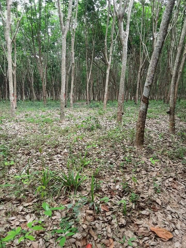 ที่ดิน สวนยางและมังคุด ระยอง 26-1-38.2