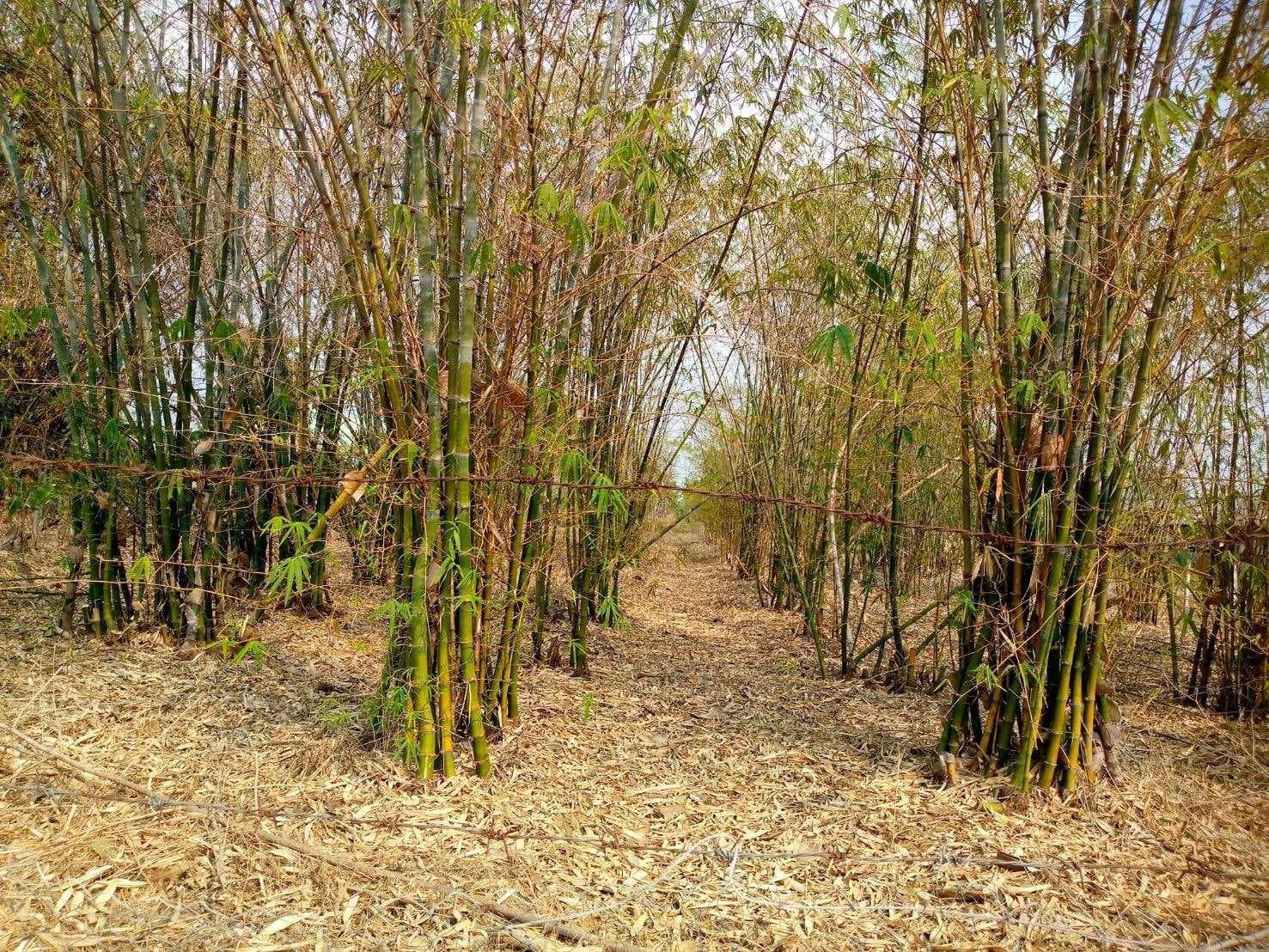 ขายที่ดินหนองบัวลำพู ที่ดินแปลงสวย ติดถนนสาธารณะ น่าลงทุนมาก เมืองหนองบัวลำภู 4-3-55 ไร่.