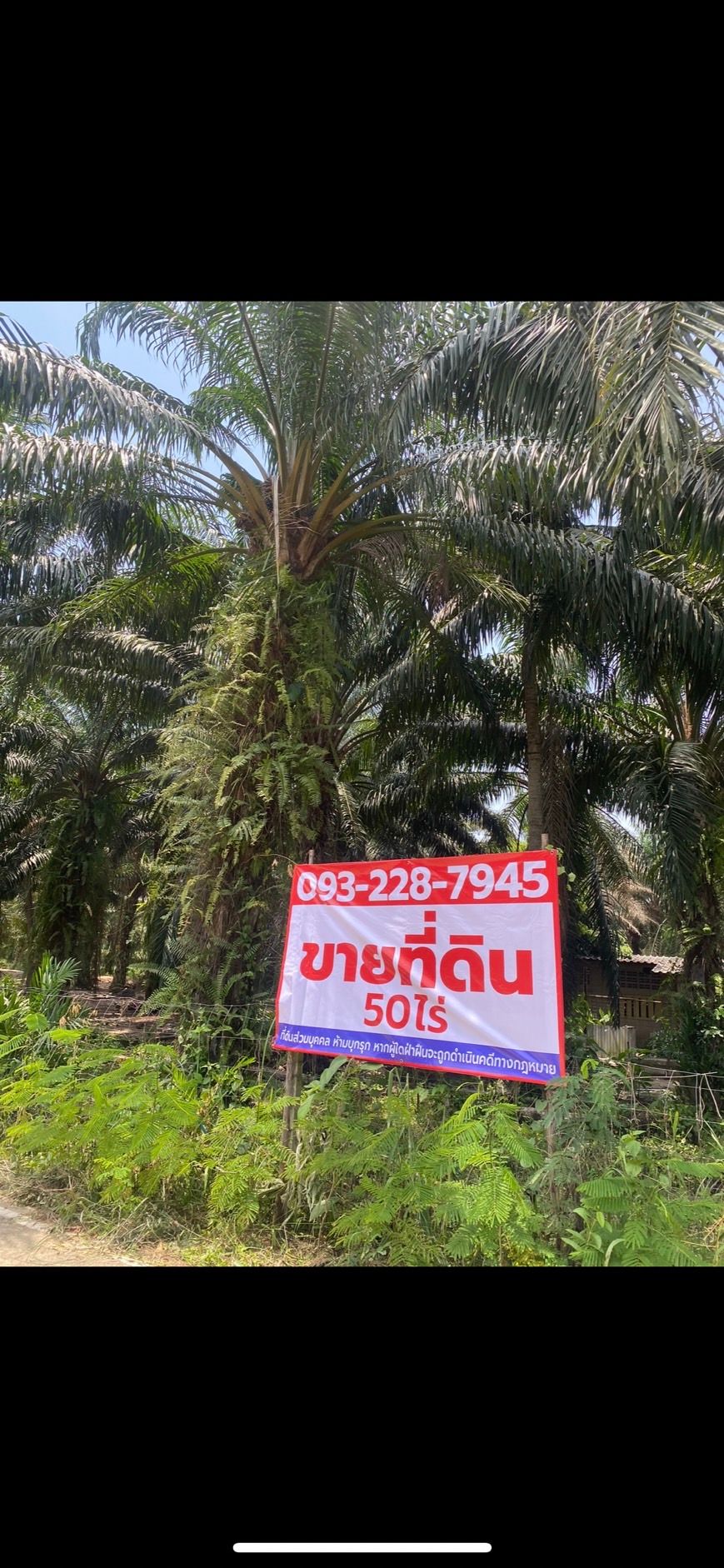ที่ดินสวนปาล์ม